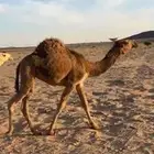 بكره شعلا على الهدب لها مستقبل  قوي