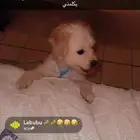 كلب شيزو عمره 3 شهور
