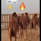 حوار حليب وحريات مناسبات وثلاجة