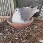 جوز حمام لاهوري منتج