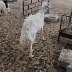 حريه حايل للبيع