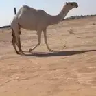 للبيع ضروبه سنها رباع