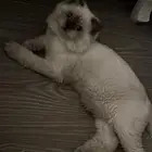 قطط هملايا