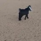 لبيع تيس فحل