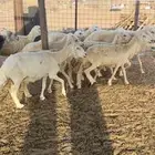 ضان طيبة