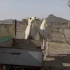 البيع حشوا قعدان. اعماره من 5 وفوق.