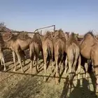 قعدان حشوان كفو شحم للبيع جنوب بيشه