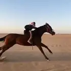 فرس مهجنه