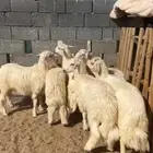 خرفان بلديه كرامات