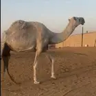 عشراء للبيع سالمه العذريب