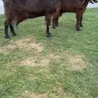 للبيع عنز والد قبرصيه خصم