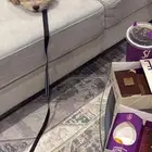 كلب لعوب مالتيبو