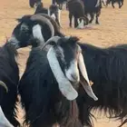 للبيع معزا العدد 90يزود ينغص عوارض طيبه