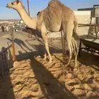 قعود بلدي كفو جدا مبدا ولا زواج