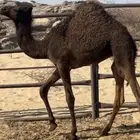 حشوان قعدان لبانيه من مراحي