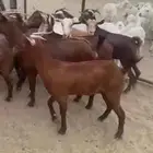 معزا حص
