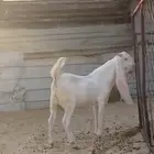تيوس صنف مطوره