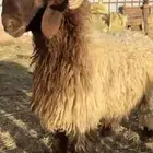 جذع فاخر ويصلح فحل جنبه طيب وراسه طيب والباقي بالفديو