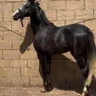 مهر شعبي معسوف