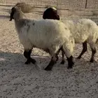 غنم نعيم فاخره وصنف