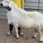 فحل حري مشروط