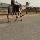 رحول رباع طوع