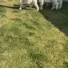 جفرات عوارض بيض نوادر خصم الخصم