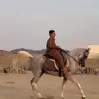 حصان خط جمال
