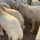 للبيع طليان عدد 97 راس يوجد تربية ويوجد وسط ويوجد جبر