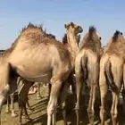 قعدان مفاريد حقت زواجات ومبادي كرامات مغلقات ع الشرط