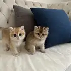 للبيع قط سكوتش ذكر وانثى