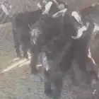 12 تيس و14 خروف كفو