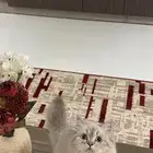قطه للتبني