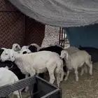 طليان للبيع