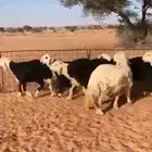 للبيع طليان نجد