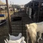 عنز مشروكه تحتها 3 تيوس