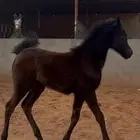 مهر واهو من الطراز الثقيل