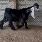 جذع للبيع