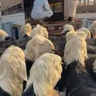 اضاحي حري -سواكني -نجدي-نعيمي-تيوس