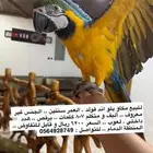 ببغاء مكاو بلو اند قولد