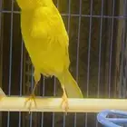 ذكر كناري ايراني ( تم البيع )