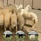 ذبايح بريه ونظيفه طليان ورخال (يوجد اقساط)