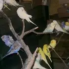 طيور بادجي العدد حول 40 جوز البيع جمله