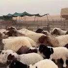 غنم رغث مراح واحد ( تم البيع )