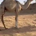 بكره للبيع
