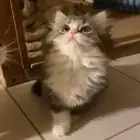 قطه ضايعه حي الزرقاء