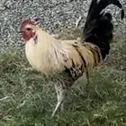 ديك عربي للبيع