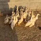 بط بكيني شحم