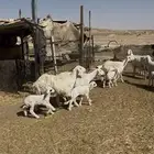 شياة غنم حريات نجد متابيع مقاني وليد