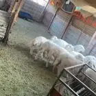 طليان ورخال العمر فوق أربعه شهر